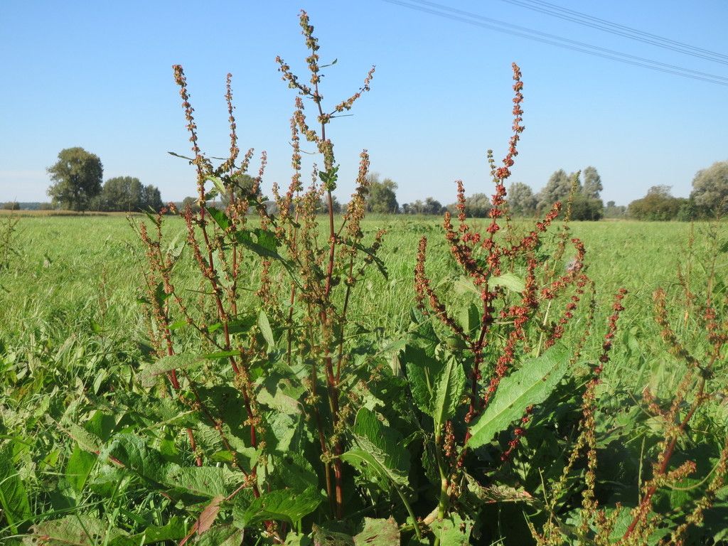 Broad-leaved Dock