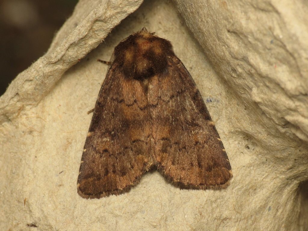 Brown Rustic