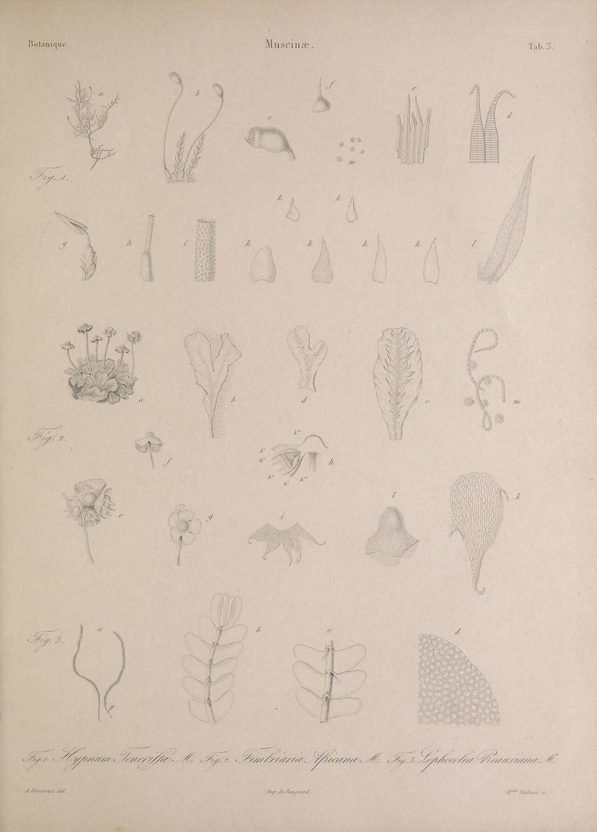 Straggling Pouchwort