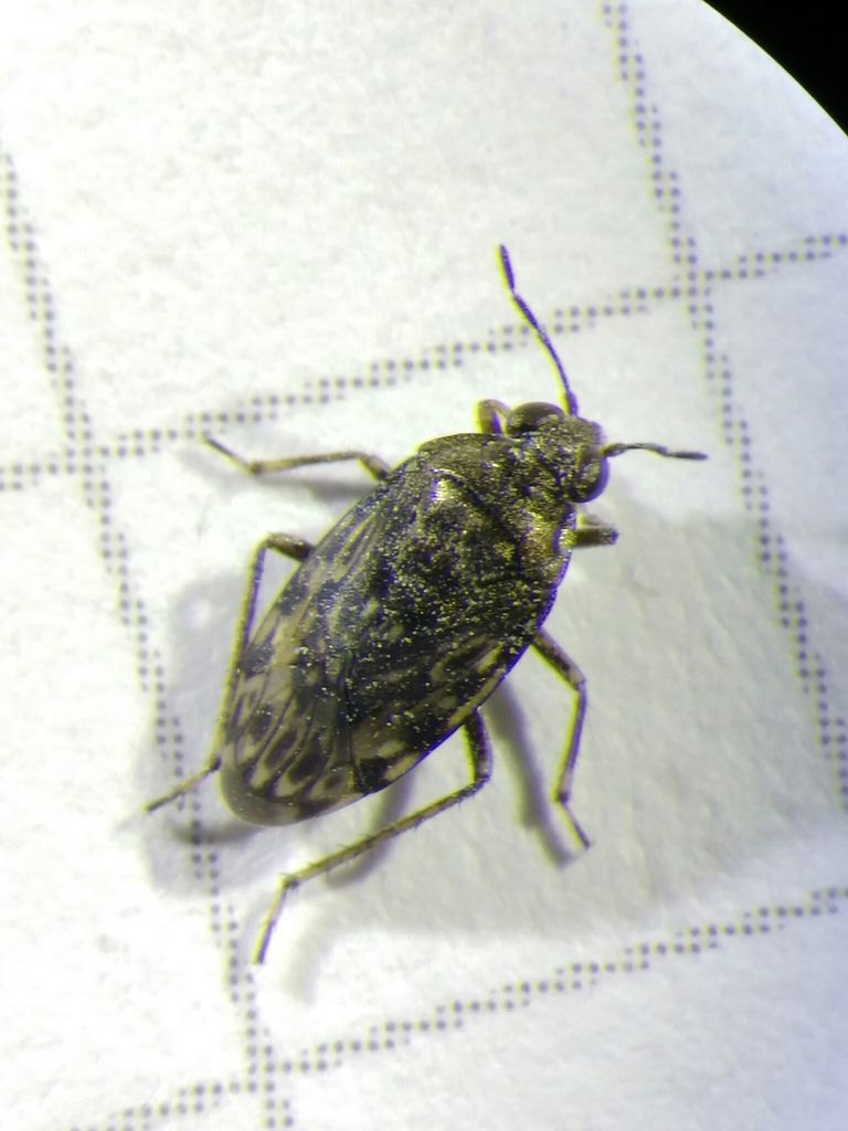 Common Shorebug