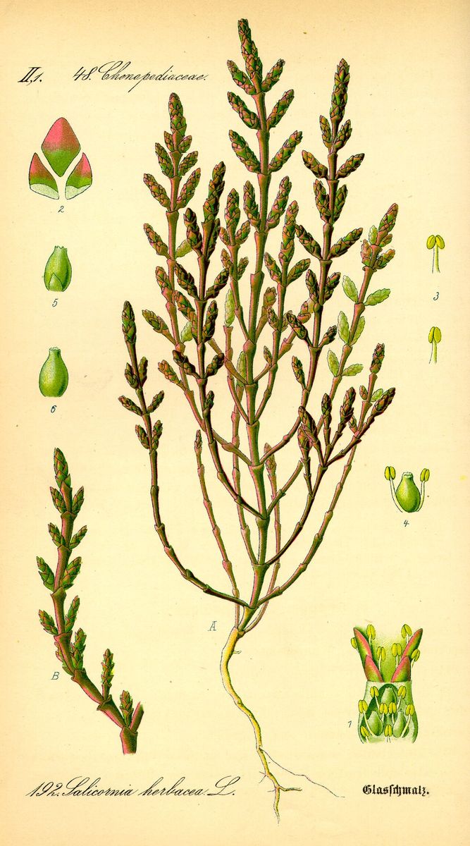 Common Glasswort