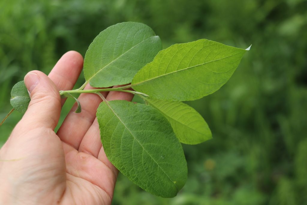Goat Willow