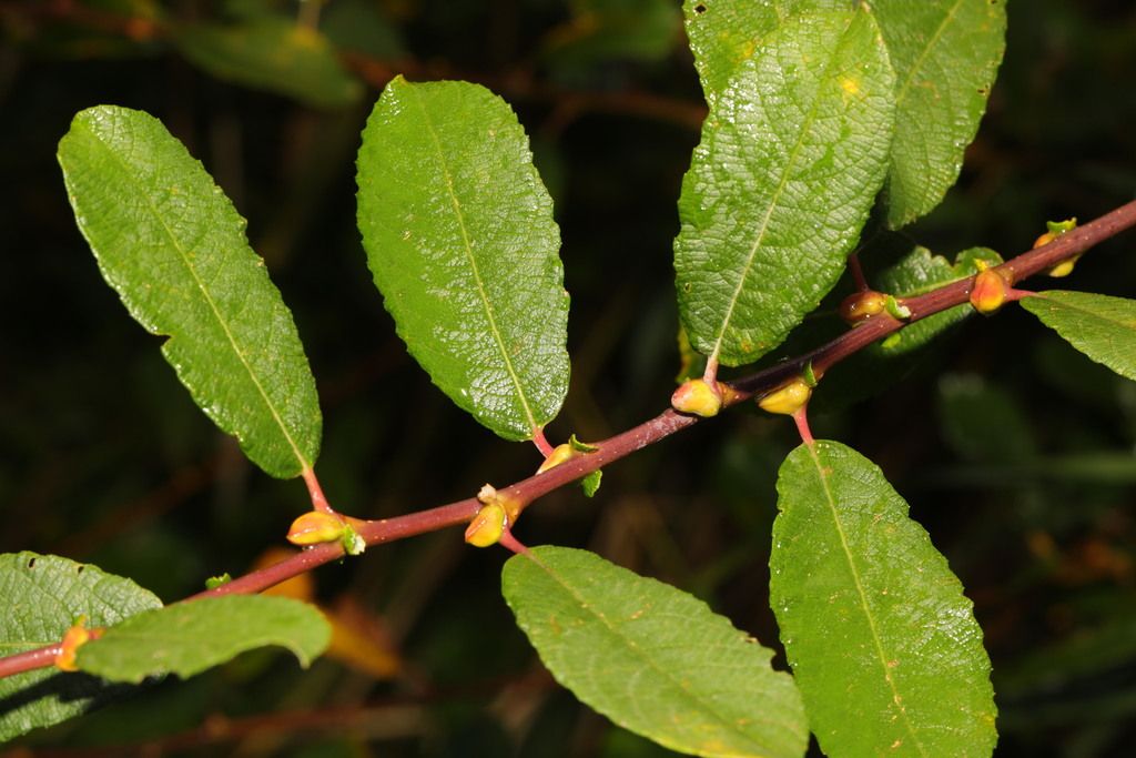 Common Sallow