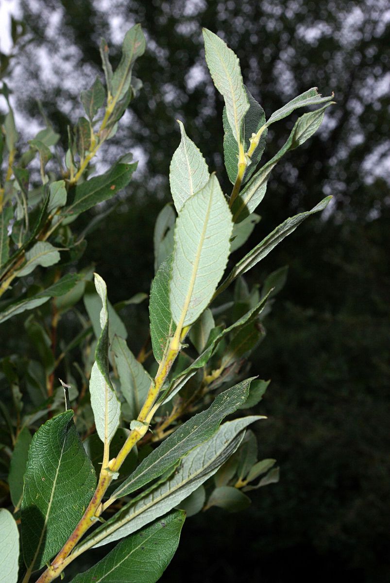Rusty Willow