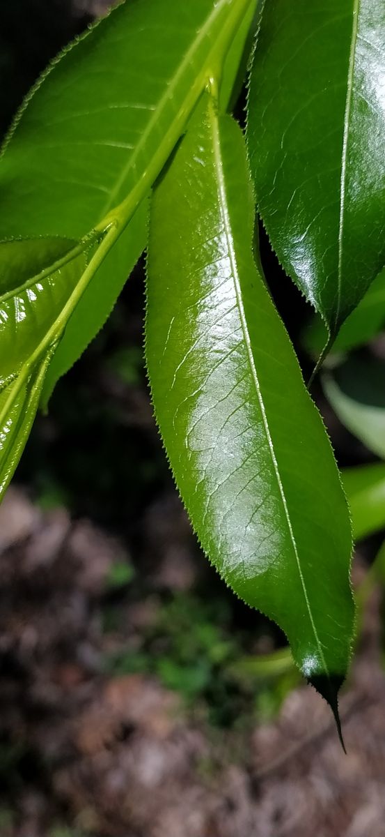 Bay Willow