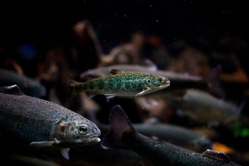 Atlantic Salmon