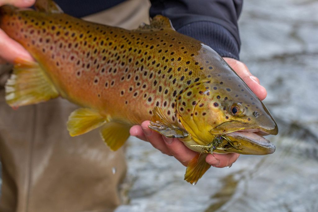 Brown/Sea Trout
