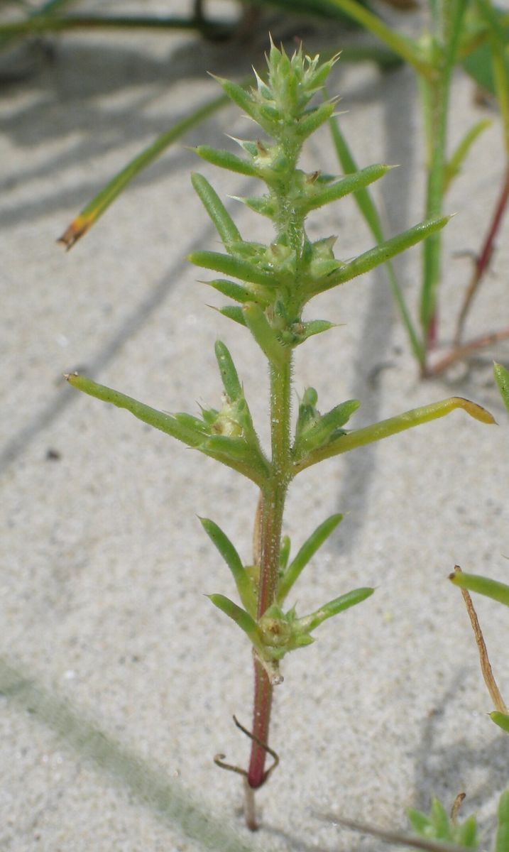 Prickly Saltwort