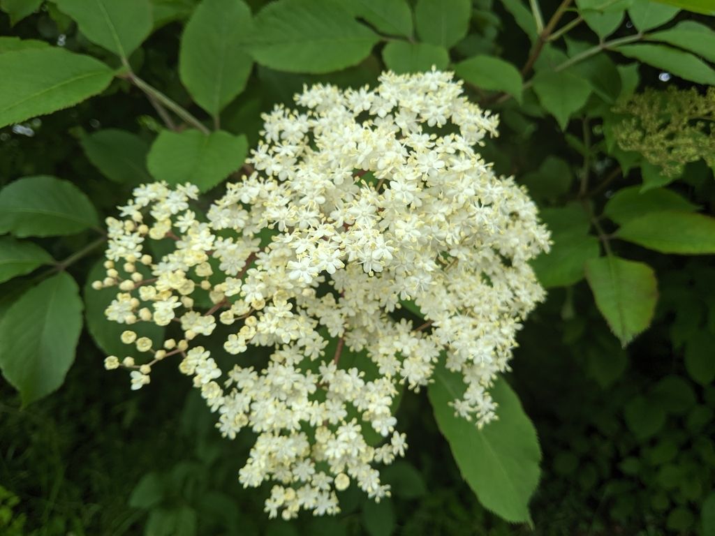 Elder