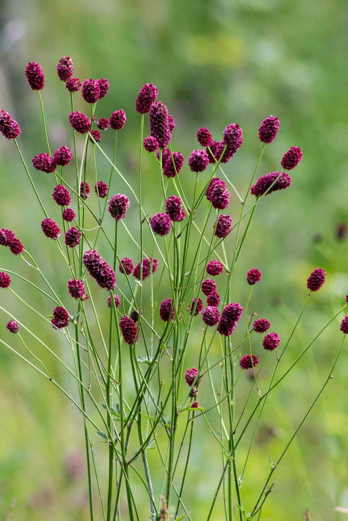 Great Burnet