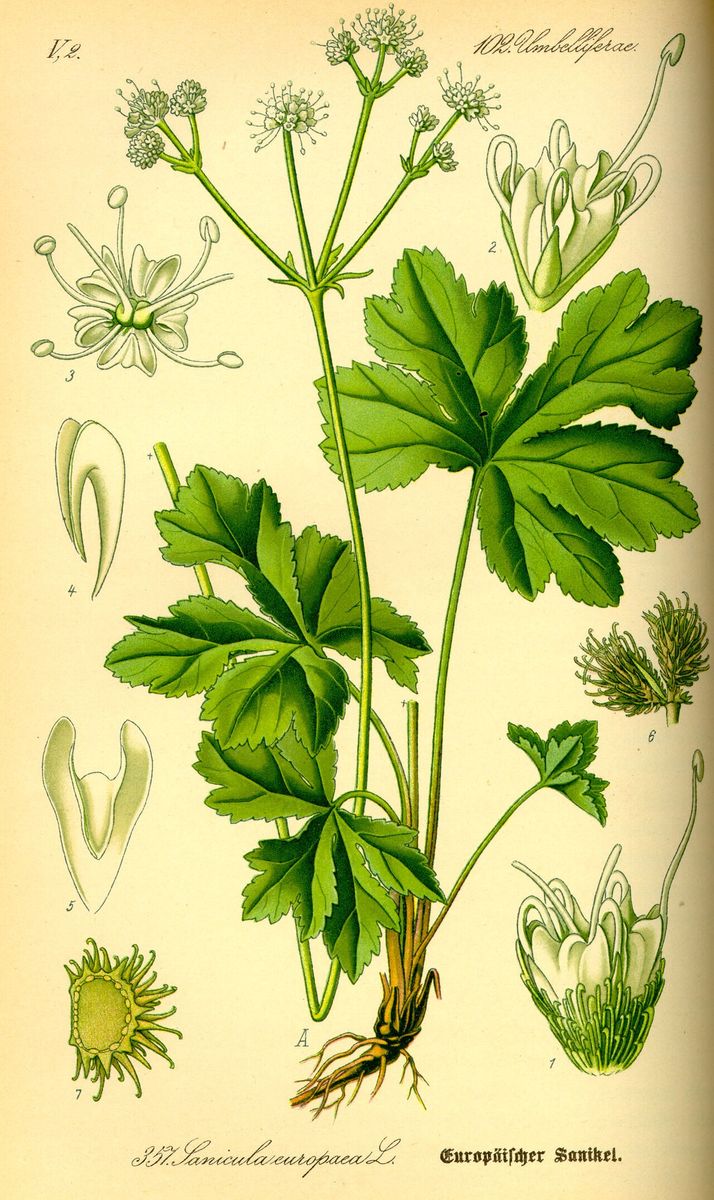 Sanicle