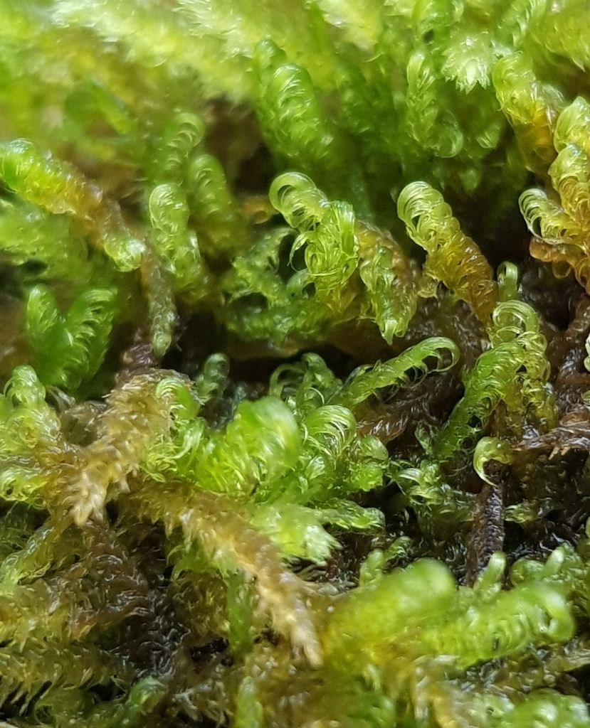 Sickle-leaved Hook-moss