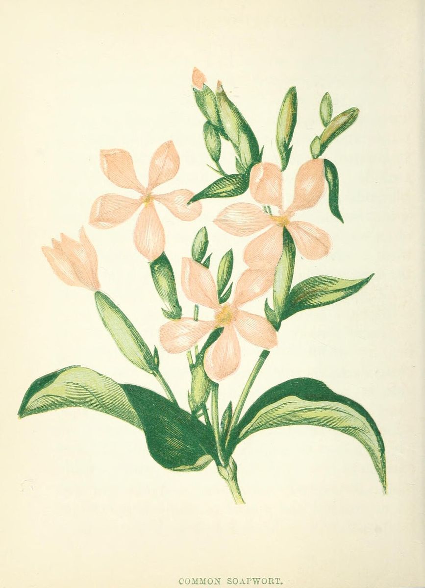 Soapwort