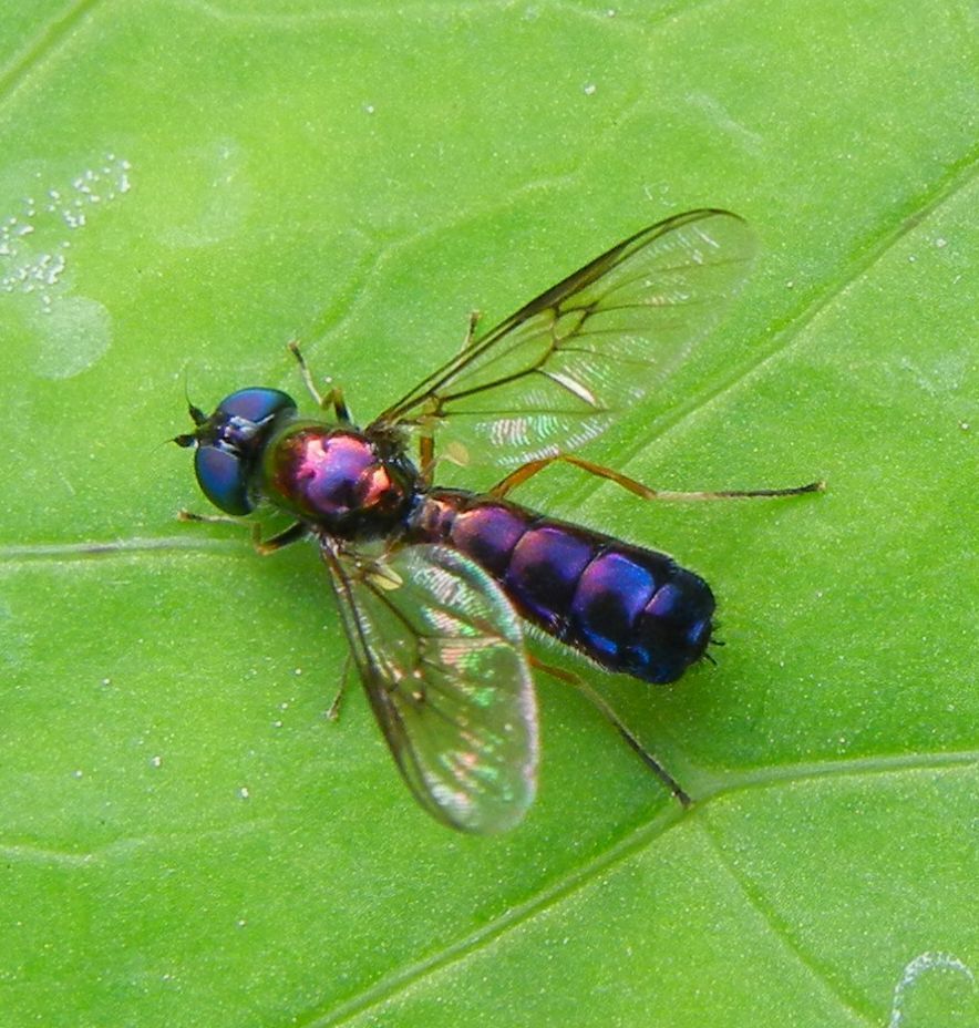 Yellow-legged Centurion
