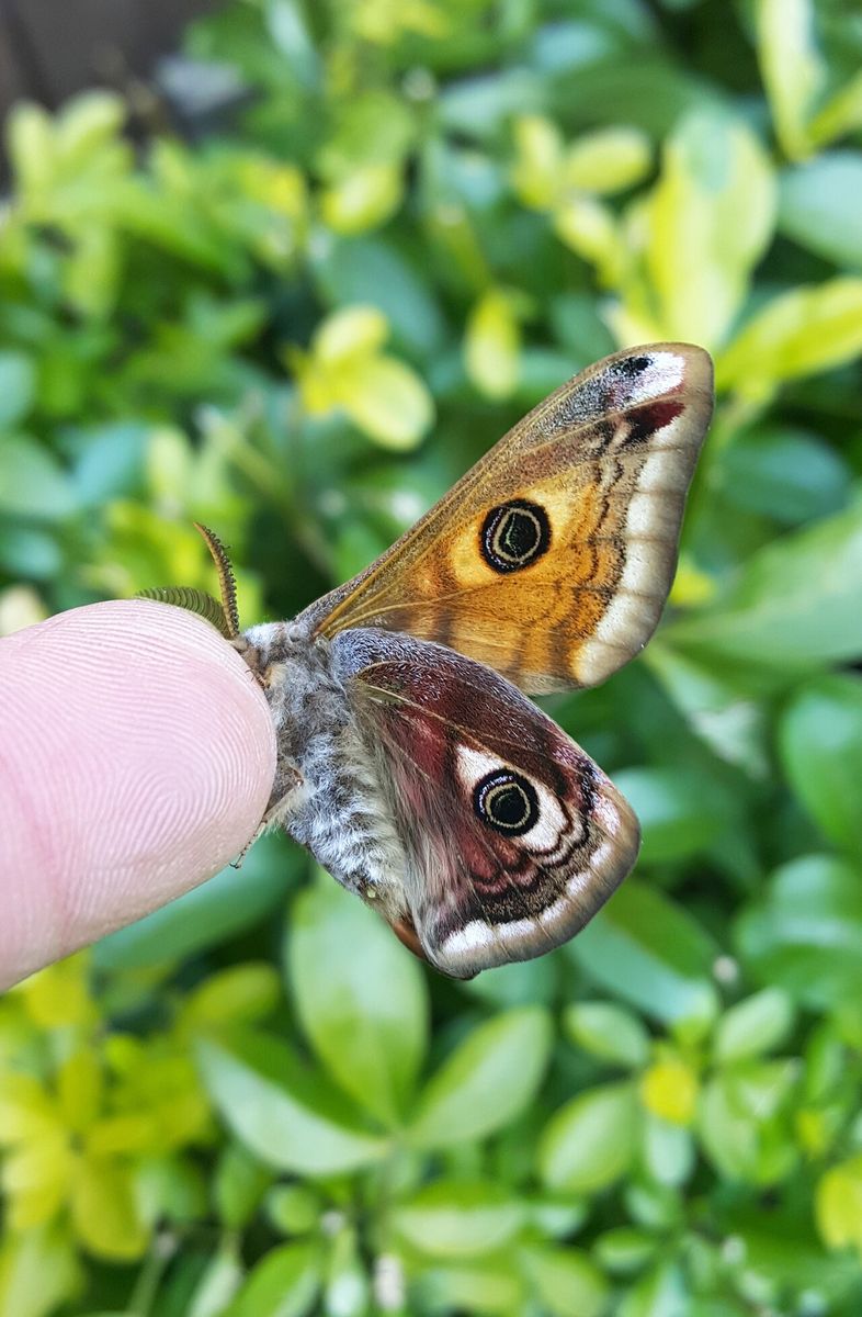 Emperor Moth