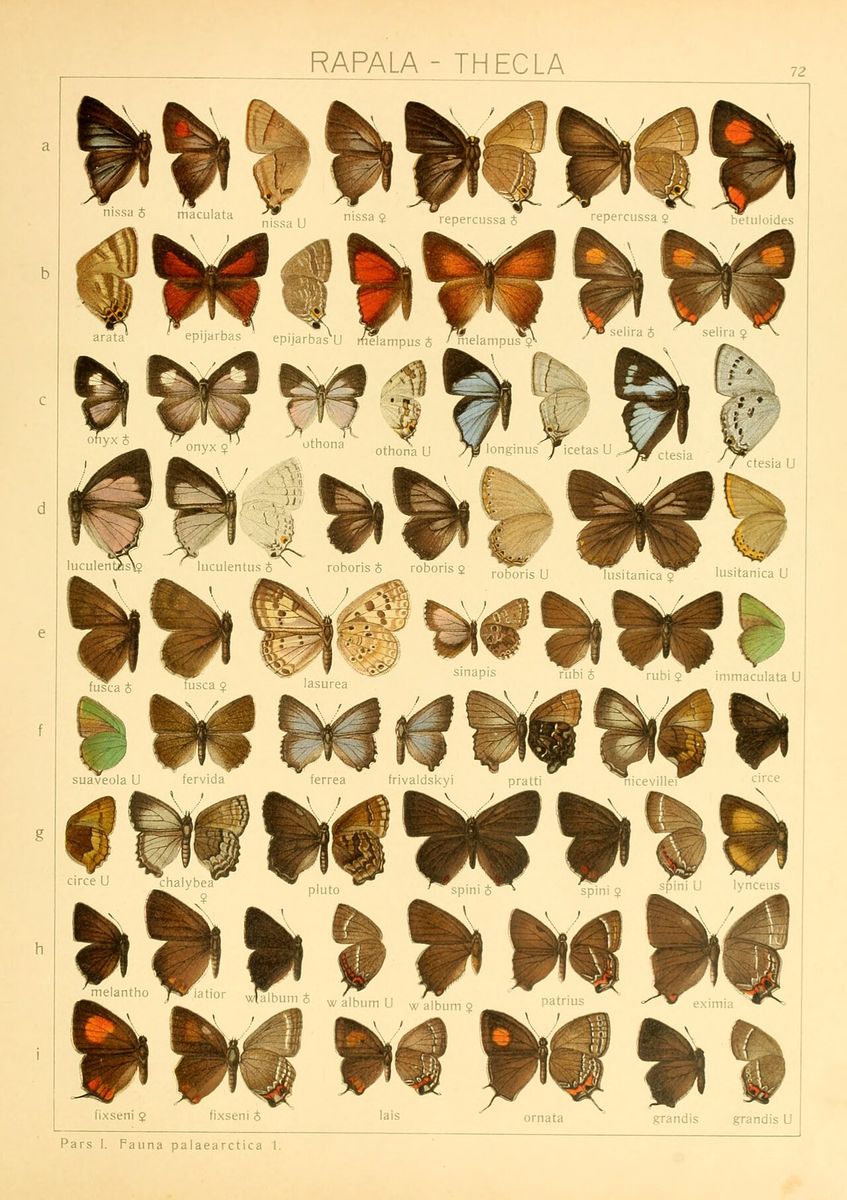 White-letter Hairstreak