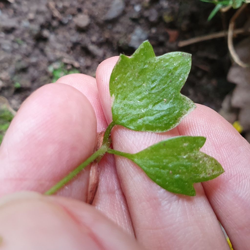 Celandine Saxifrage