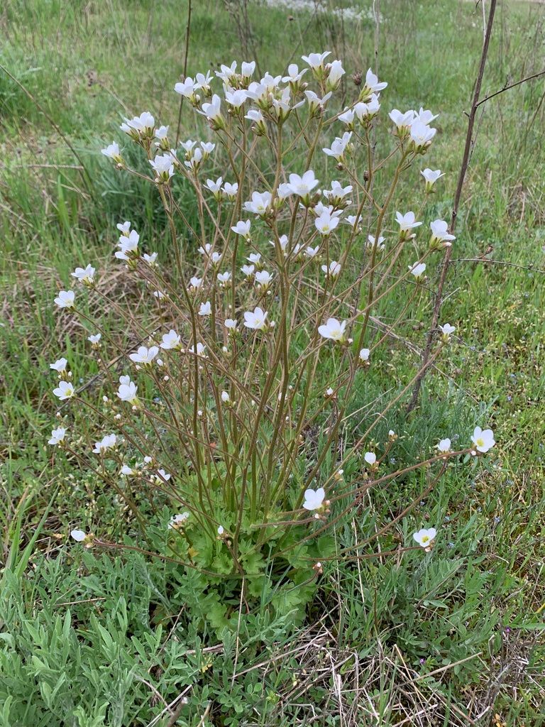 Meadow Saxifrage