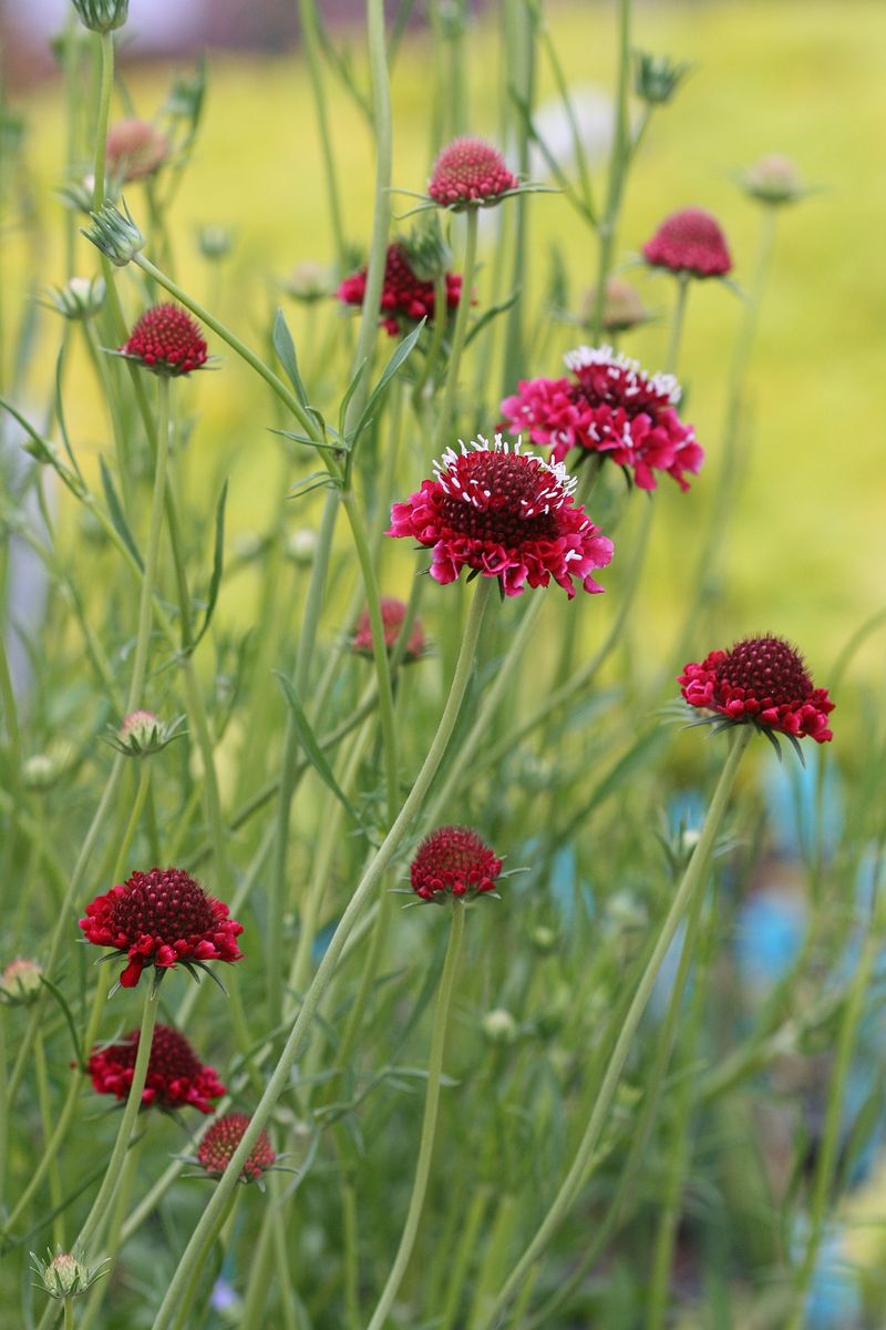 Sweet Scabious