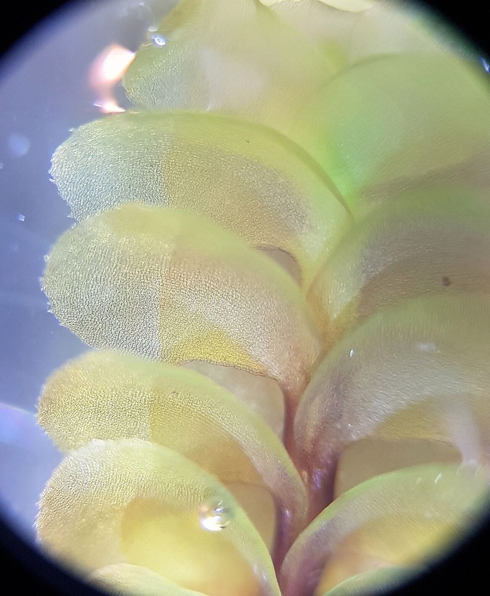Rough Earwort