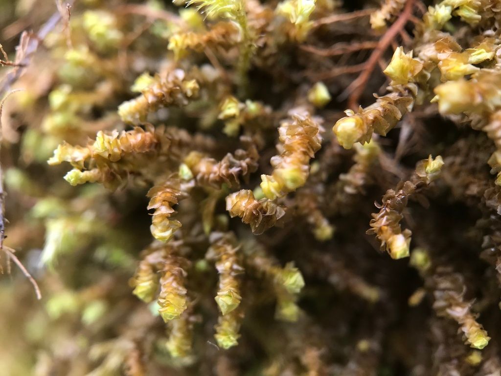Western Earwort