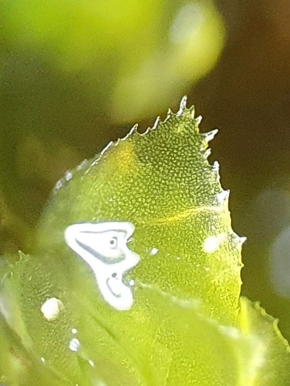 Shady Earwort