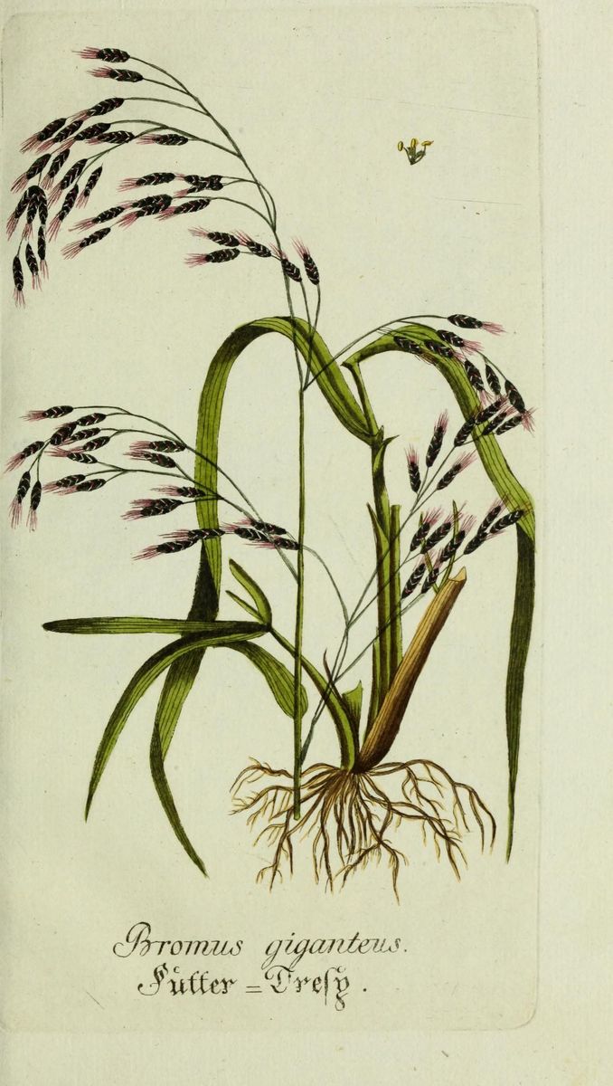 Giant Fescue