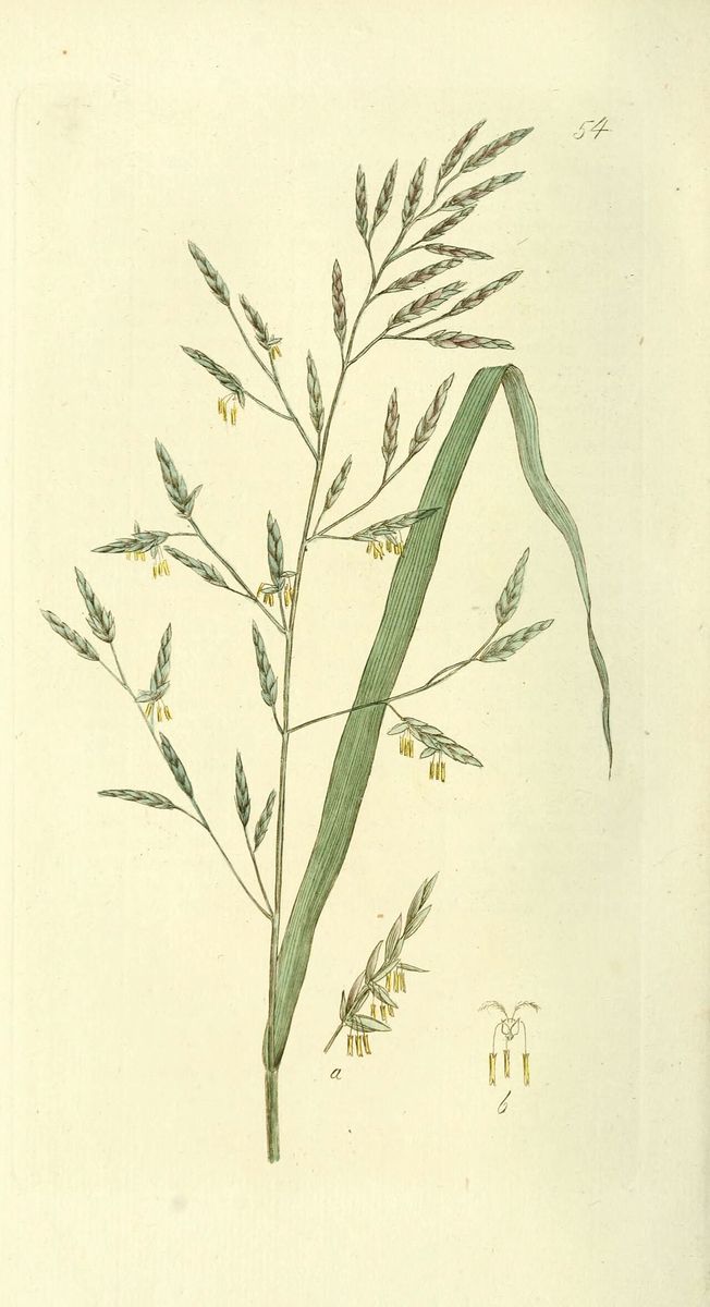 Meadow Fescue