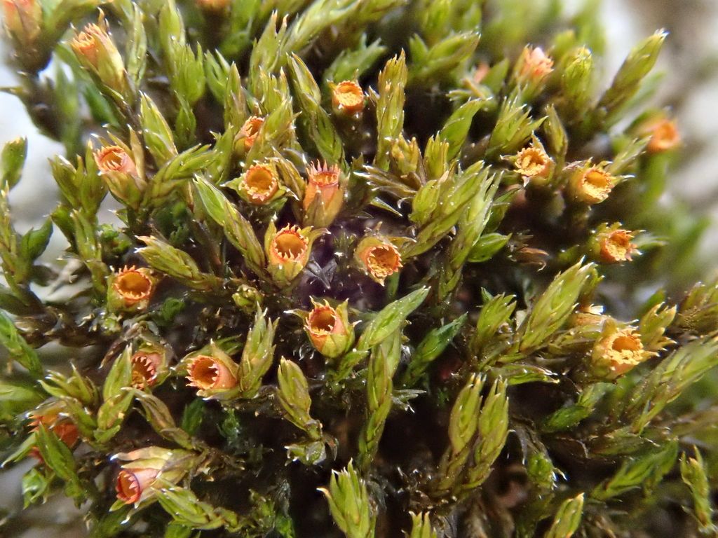 Sessile Grimmia