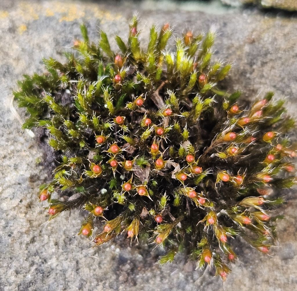 Thickpoint Grimmia