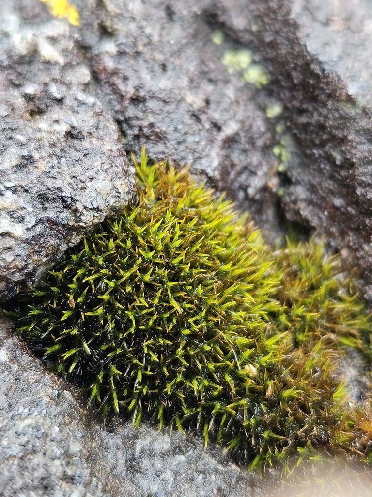 Seaside Grimmia