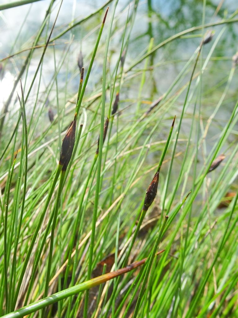 Black Bog-rush