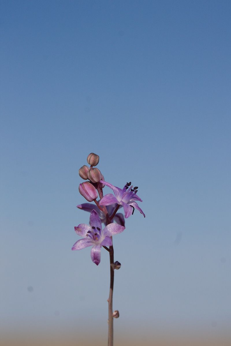 Autumn Squill