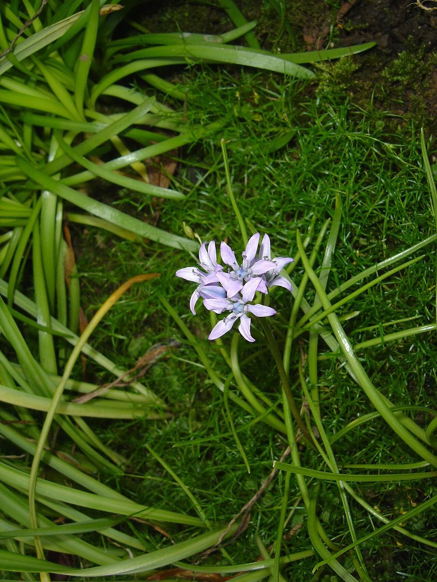 Spring Squill