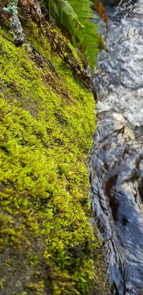 Rusty Feather-moss