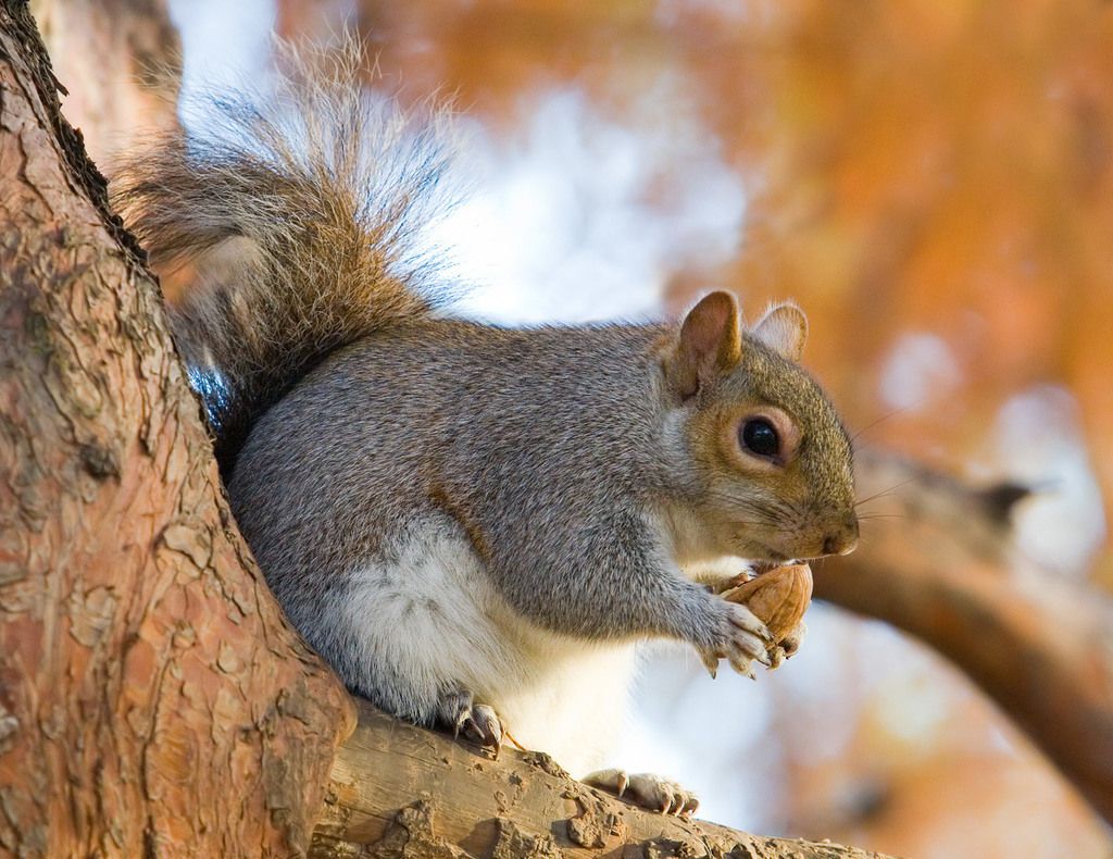 Grey Squirrel