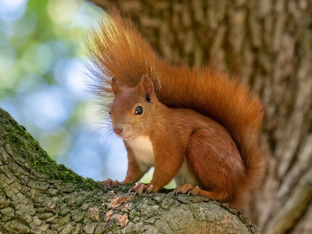 Red Squirrel