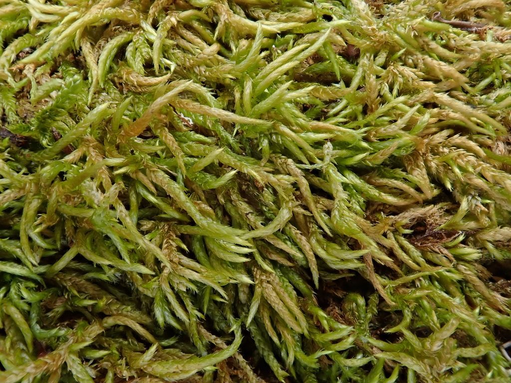 Appleyard's Feather-moss