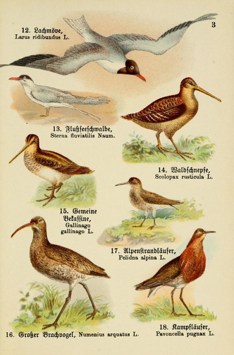 Eurasian Woodcock