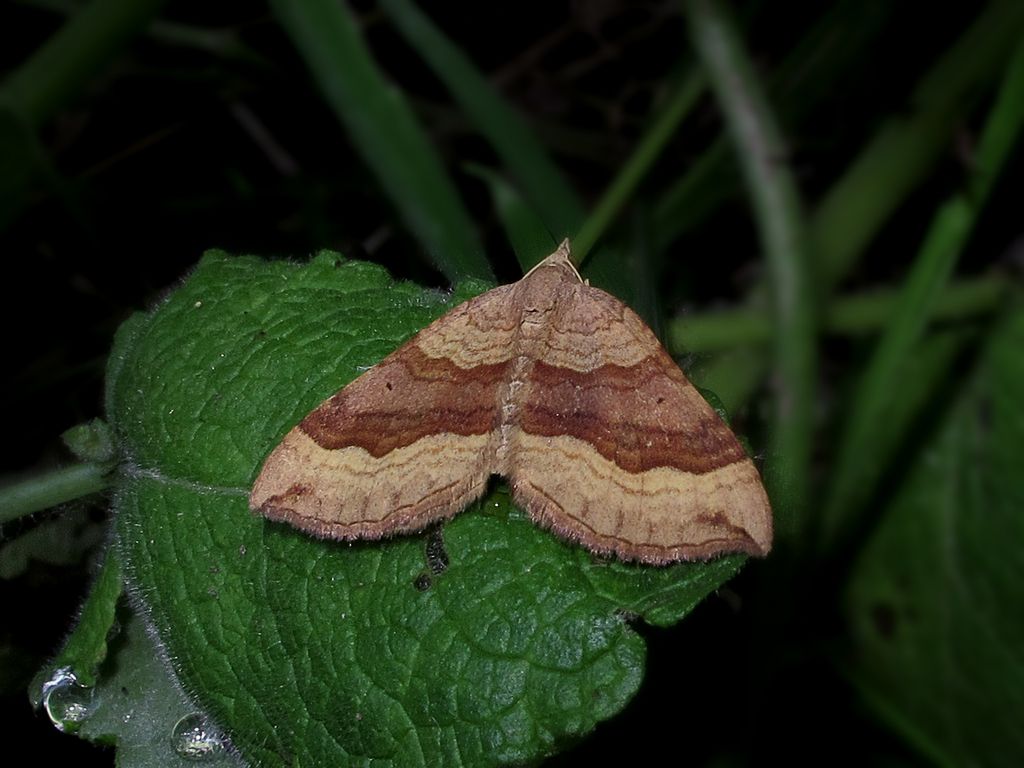Shaded Broad-bar