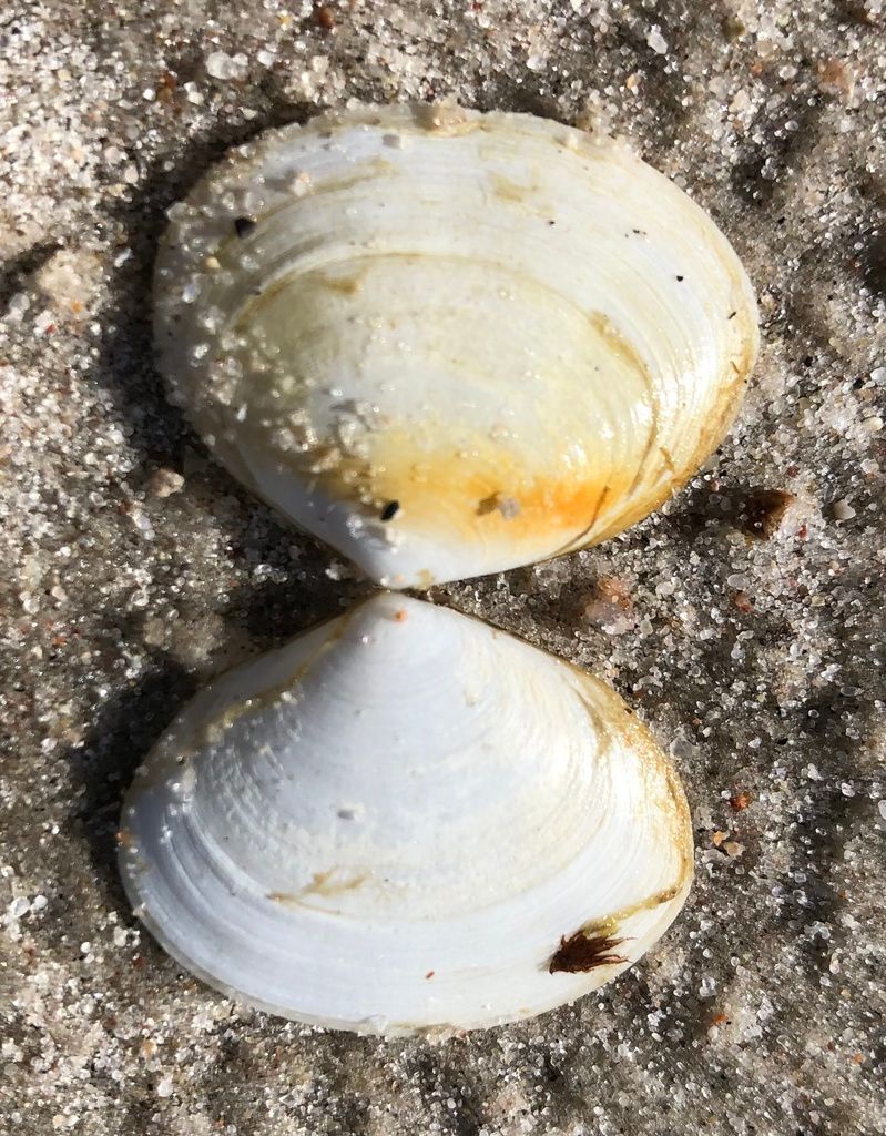 Peppery Furrow Shell