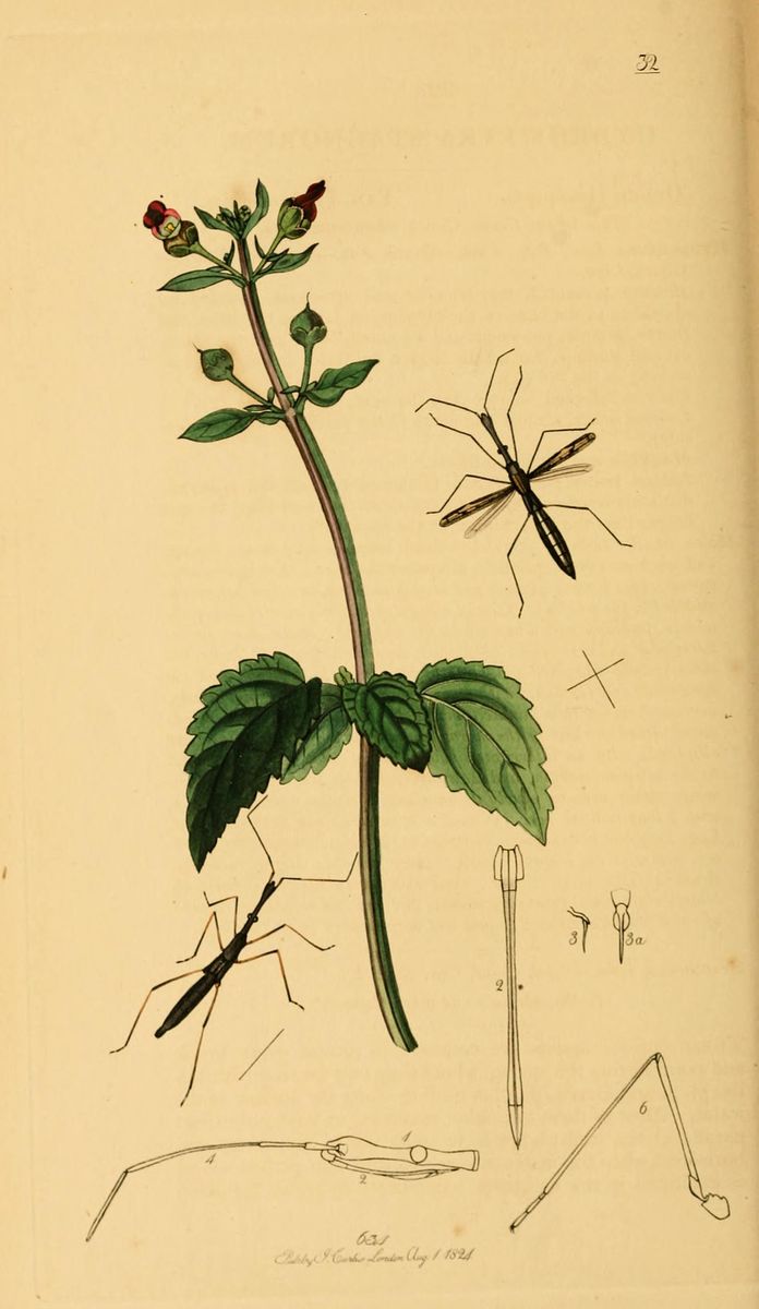 Water Figwort
