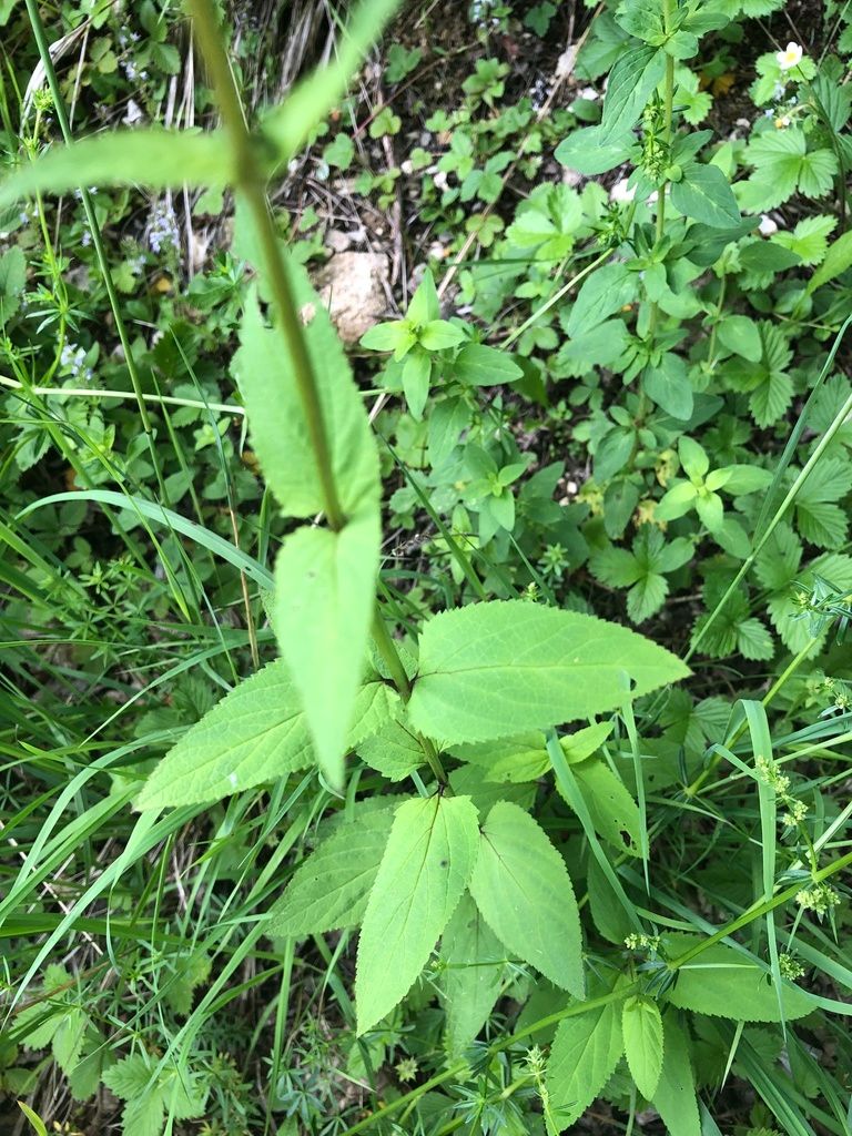 Common Figwort