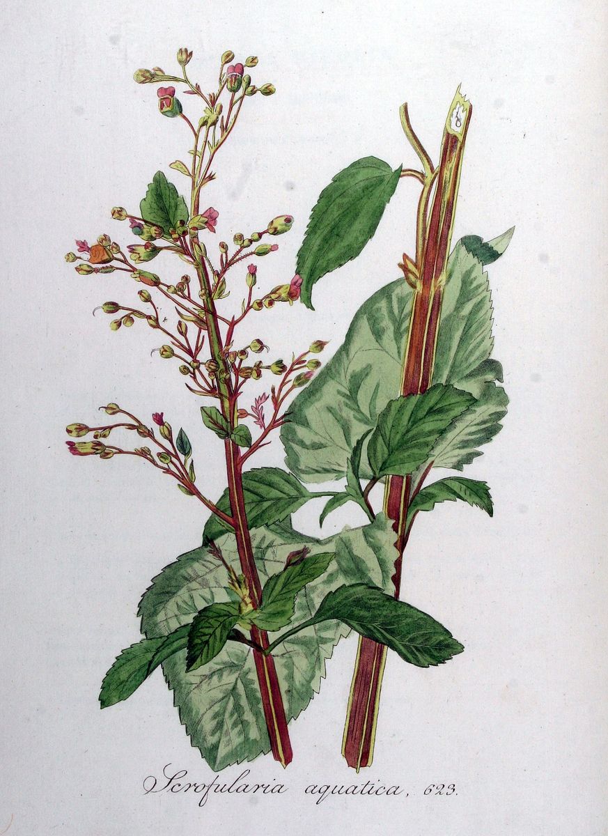 Green Figwort