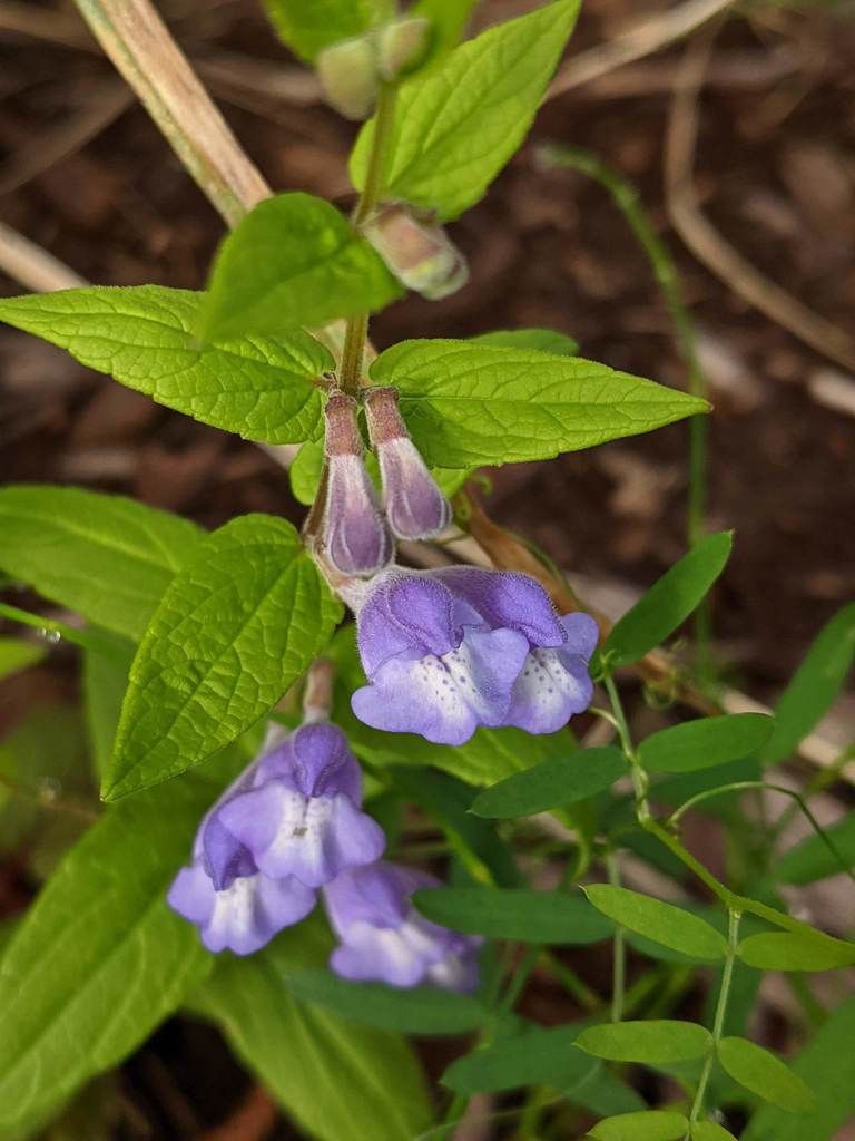 Skullcap