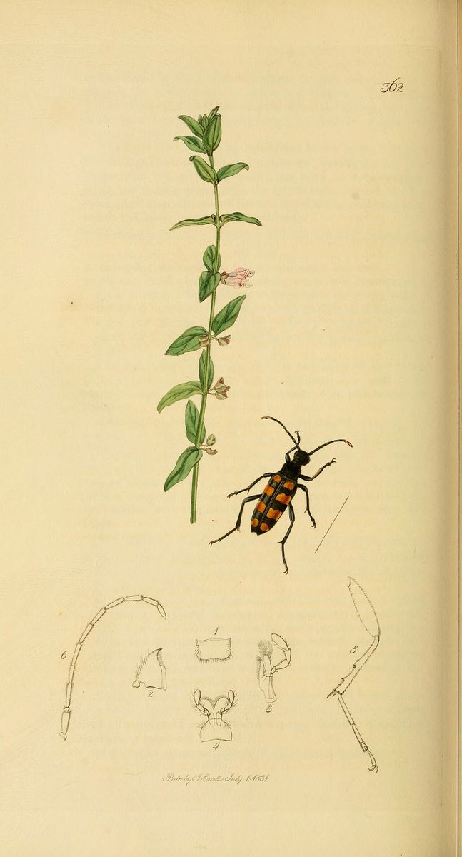 Lesser Skullcap