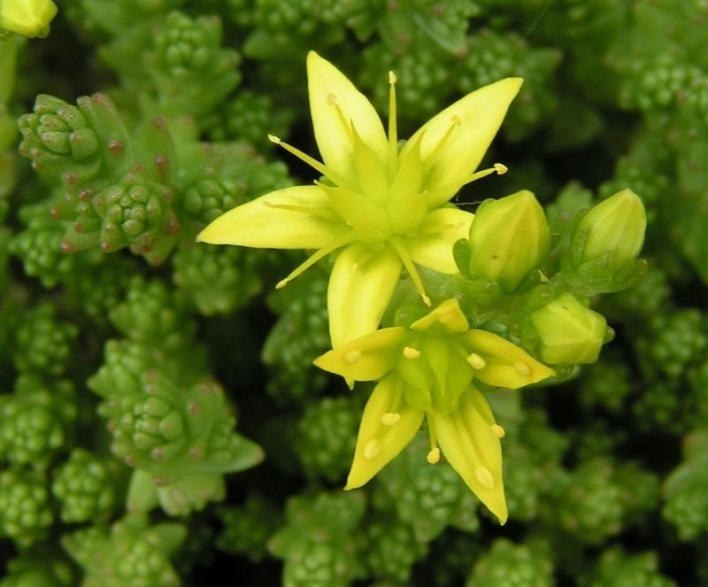 Biting Stonecrop