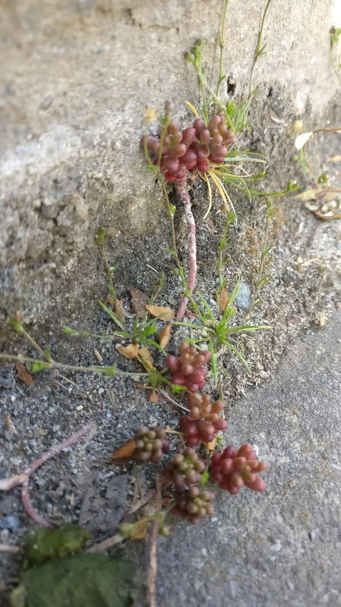 White Stonecrop