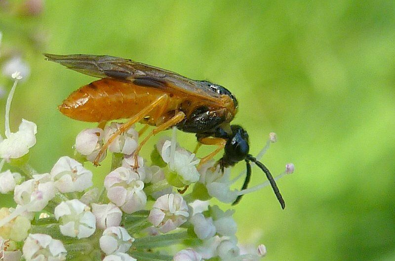 Common Sedge-sawfly