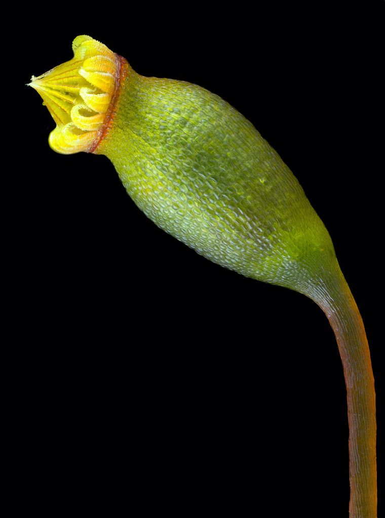 Prostrate Signal-moss
